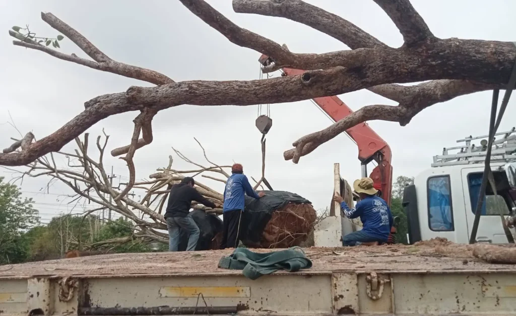 บริการรถเฮี๊ยบขนต้นไม้ใหญ่ เชียงราย