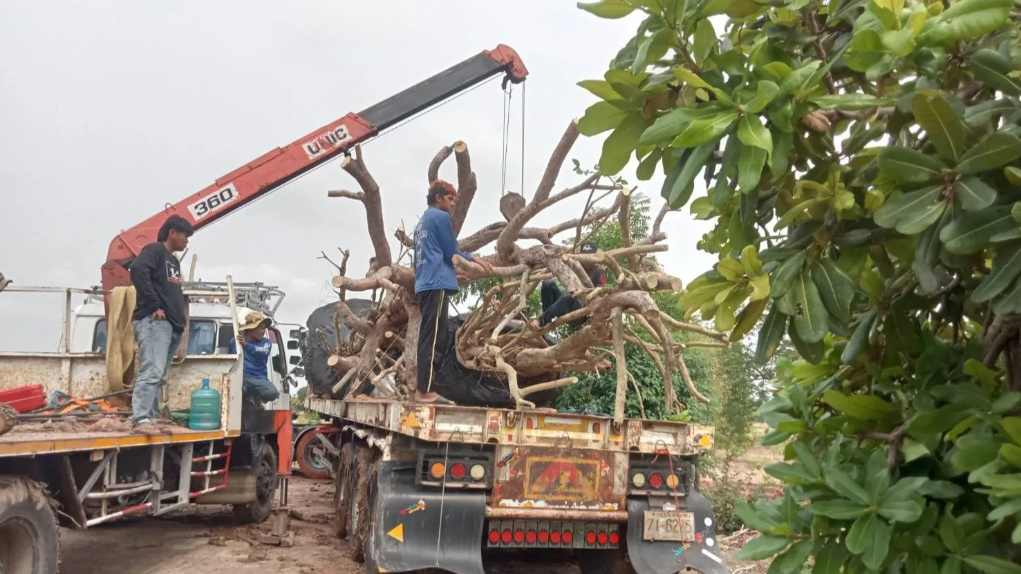 บริการรถเฮี๊ยบขนต้นไม้ใหญ่